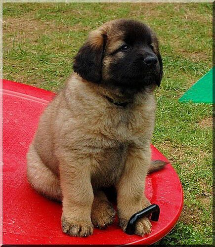 leonberger 102.jpg